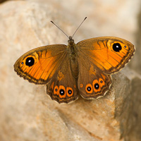 Wall Brown