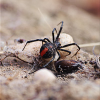 Redback spider