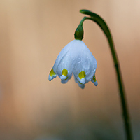 Spring snowflake