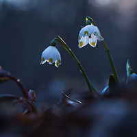 Spring snowflake