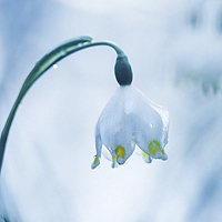 Spring snowflake