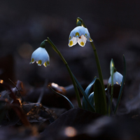 Spring snowflake