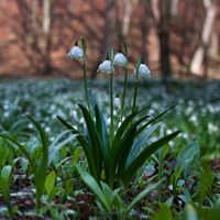 Spring snowflake