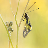 Owly sulphur