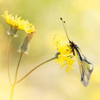 Owly sulphur