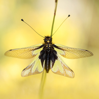 Owly sulphur