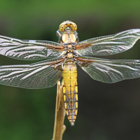 Libellula depressa