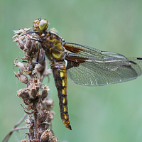 Libellula depressa