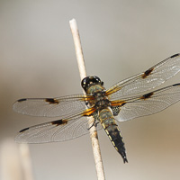 Four-spotted Chaser