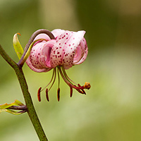 Turk's cap Lily