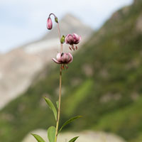 Turk's cap lily