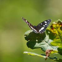 Southern White Admiral