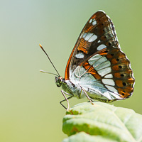 Southern White Admiral