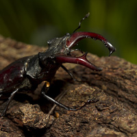 Male stag beetle