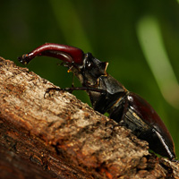 Male stag beetle