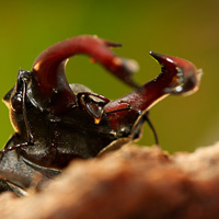 Male stag beetle