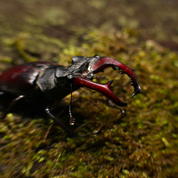 Male stag beetle