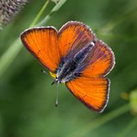 Purple-edged Copper