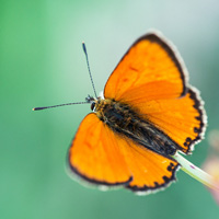 Scarce copper