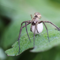 Lycosidae