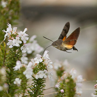 Hummingbird Hawk-moth