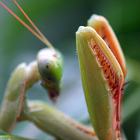 Praying mantis