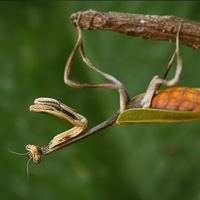 Praying mantis