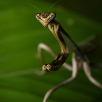 Praying mantis