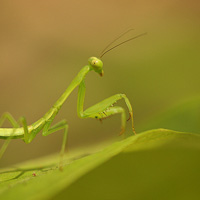 Praying mantis