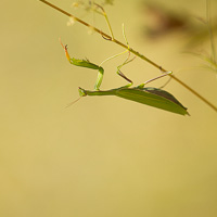 Praying mantis