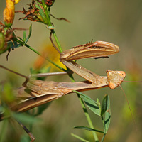 Praying mantis