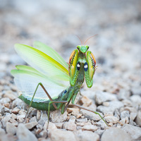 Praying mantis