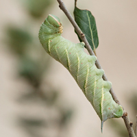 Oak hawk-moth