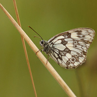 Marbled White