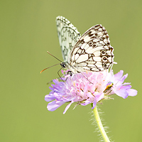 Marbled White