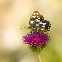 Marbled White