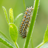 Spotted fritillary