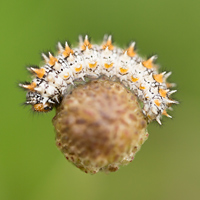 Spotted fritillary