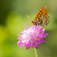 Spotted fritillary