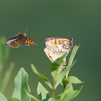 Melitaea mating