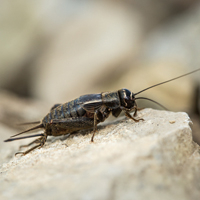 Eastern Stripe-headed cricket