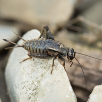 Eastern Stripe-headed cricket