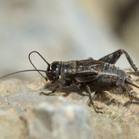 Eastern Stripe-headed cricket