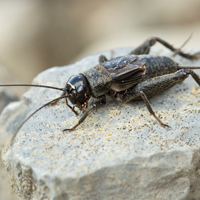 Eastern Stripe-headed cricket