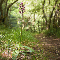 Neottia