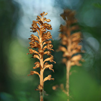 Bird's nest Orchid