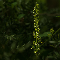 Common Twayblade