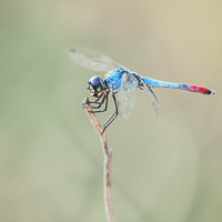 Bicoloured Skimmer