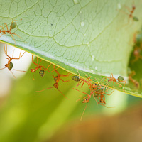 Weaver ant