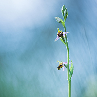 Bee Orchid